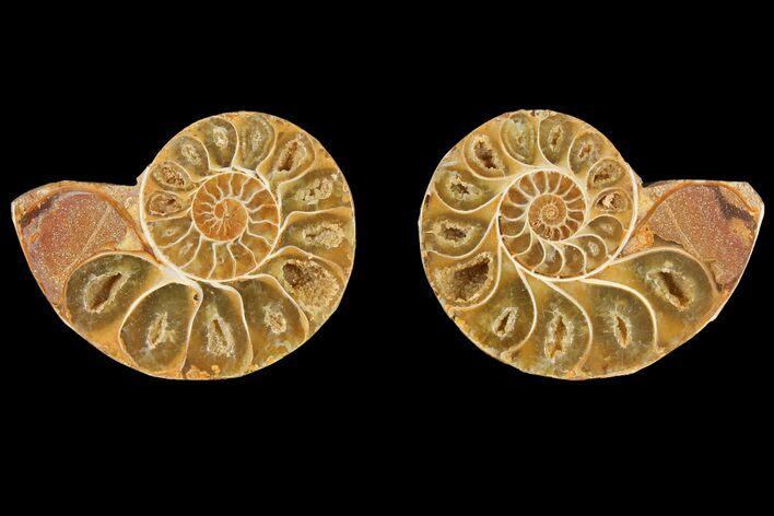 3" Cut & Polished Agatized Ammonite Fossil (Pair)- Jurassic